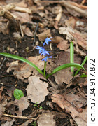 Пролеска сибирская в весеннем лесу (Scilla siberica) Стоковое фото, фотограф Щеголева Ольга / Фотобанк Лори