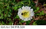 Красивая астра и шмель, собравший на задних лапках комочки из пыльцы. A bumblebee with pollen collected on its hind legs pollinates a white Aster flower. Стоковое видео, видеограф Владимир Литвинов / Фотобанк Лори