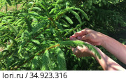 Female hands and fingers pick tips of green needles from young fir tree, gardener growing decorative pines. Стоковое видео, видеограф Кекяляйнен Андрей / Фотобанк Лори