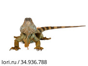 Large iguana over white. Стоковое фото, фотограф Алексей Кузнецов / Фотобанк Лори