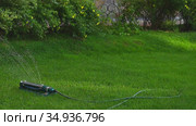 Орошение газона с помощью качающегося поливного устройства. Watering the lawn with a device that changes the direction of water jets. Стоковое видео, видеограф Владимир Литвинов / Фотобанк Лори