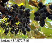 Свисающая гроздь винограда Изабелла (Vitis labrusca L.) растущего на беседке в Крыму. Стоковое фото, фотограф Кузнецов Максим / Фотобанк Лори