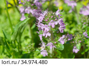 Тимьян ползучий, или чабрец ползучий (лат.Thymus serpyllum) крупным планом. Стоковое фото, фотограф Елена Коромыслова / Фотобанк Лори