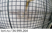 Расчистка земельных участков от кустарника. Кусторез Promac 36 BT RSMDC на базе CAT312 DL в работе. Clearing of land plots from bushes. Promac 36 BT RSMDC brush cutter mount on CAT312 DL at work. Стоковое видео, видеограф Евгений Романов / Фотобанк Лори