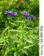 Centaurea montana, perennial cornflower, mountain cornflower, bachelor's button, montane knapweed or mountain bluet, species of flowering plant in daisy family Asteraceae, endemic to Europe. Стоковое фото, фотограф Валерия Попова / Фотобанк Лори