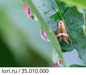 Бабочка длинноуска опоясанная. (лат. Nemophora degeerella) ( англ. (Adelidae) fairy moths) Стоковое фото, фотограф Галина Савина / Фотобанк Лори