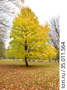 Осеннее дерево лещины древовидной (медвежий орех) (Corylus colurna L.) Стоковое фото, фотограф Ирина Борсученко / Фотобанк Лори