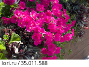 Петуния гибридная (лат. Petunia hybrida) среди других декоративных растений. Стоковое фото, фотограф Елена Орлова / Фотобанк Лори