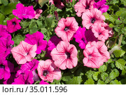 Розовые цветы петунии гибридной (лат. Petunia hybrida) Стоковое фото, фотограф Елена Орлова / Фотобанк Лори