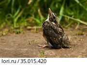 Fledgling robin sitting on a path. Стоковое фото, фотограф Евгений Харитонов / Фотобанк Лори