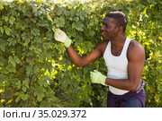 Afro farmer taking care of Momordica charantia. Стоковое фото, фотограф Яков Филимонов / Фотобанк Лори