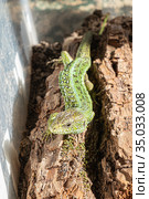Зелёная ящерица (Lacerta viridis) — вид ящериц из рода Зелёных ящериц. Стоковое фото, фотограф Кузин Алексей / Фотобанк Лори