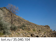 Vegetation on the rocks by the sea (2020 год). Редакционное фото, фотограф Антон Соваренко / Фотобанк Лори