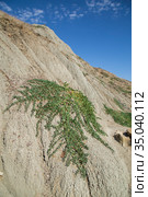 Vegetation on the rocks by the sea (2020 год). Редакционное фото, фотограф Антон Соваренко / Фотобанк Лори