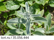 Чистец византийский (лат. Stachys byzantina), или Стахис шерстистый крупным планом. Стоковое фото, фотограф Елена Коромыслова / Фотобанк Лори