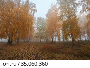 Дорога теряется в тумане. Осень в березовой роще. Стоковое фото, фотограф Анатолий Матвейчук / Фотобанк Лори