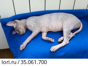 Sphynx cat warming nearby warm heater in domestic room. Стоковое фото, фотограф Кекяляйнен Андрей / Фотобанк Лори