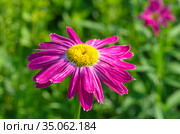 Пиретрум розовый, или персидская ромашка (лат. Pyrethrum roseum) в саду крупным планом. Стоковое фото, фотограф Елена Коромыслова / Фотобанк Лори