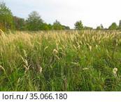Вейник наземный (Calamagrostis epigejos) в поле. Стоковое фото, фотограф Мария Кылосова / Фотобанк Лори