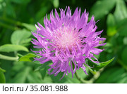 Василек подбеленный (лат. Centaurea dealbata) крупным планом. Стоковое фото, фотограф Елена Коромыслова / Фотобанк Лори