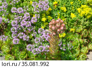 Зацветающее молодило (лат. Sempervivum) на фоне цветущего тимьяна ползучего (лат.Thymus serpyllum) и очитка едкого (лат. Sedum acre) Стоковое фото, фотограф Елена Коромыслова / Фотобанк Лори