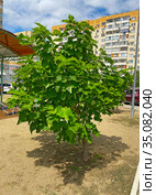 Липа крупнолистная (Tilia platyphyllos) (2020 год). Редакционное фото, фотограф Мария Кылосова / Фотобанк Лори