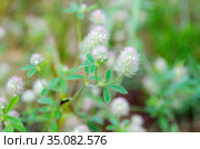 Клевер пашенный (лат. Trifolium arvense) крупным планом. Стоковое фото, фотограф Елена Коромыслова / Фотобанк Лори