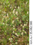 Цветущий клевер пашенный (лат. Trifolium arvense) летним днем. Стоковое фото, фотограф Елена Коромыслова / Фотобанк Лори