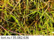 Green grass with dew drops, macro. Стоковое фото, фотограф Евгений Ткачёв / Фотобанк Лори