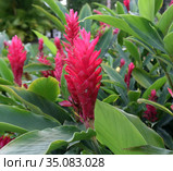 Red ginger flower - alpinia purpurata. Стоковое фото, фотограф Александр Карпенко / Фотобанк Лори