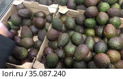 Human hand choosing ripe avocado fruits in supermarket stall, close up view. Стоковое видео, видеограф Кекяляйнен Андрей / Фотобанк Лори