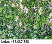 Фикус-репенс (Ficus repens), вьющийся по стенам Зимнего сада в Воронцовском дворце, сохранился со времен основания. Алупка, Крым (2020 год). Стоковое фото, фотограф Мария Кылосова / Фотобанк Лори