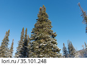 Заснеженные верхушки елей на фоне синего неба. Стоковое фото, фотограф Светлана Попова / Фотобанк Лори