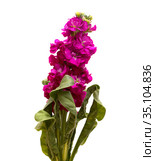 Dark Purple inflorescence of Brompton stock isolated on white background. Стоковое фото, фотограф Tamara Kulikova / Фотобанк Лори