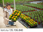 Female floriculturist arranging pots with blooming Calendula. Стоковое фото, фотограф Яков Филимонов / Фотобанк Лори
