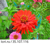 Цинния (Zinnia) Стоковое фото, фотограф Мария Кылосова / Фотобанк Лори