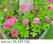 Цинния изящная (Zinnia elegans) Стоковое фото, фотограф Мария Кылосова / Фотобанк Лори