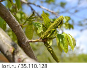 Сережки лапины ясенелистной (Pterocarya fraxinifolia) на фоне голубого неба. Стоковое фото, фотограф Ирина Борсученко / Фотобанк Лори