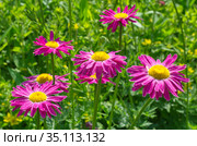 Пиретрум розовый (лат. Pyrethrum roseum), или персидская ромашка в летнем саду. Стоковое фото, фотограф Елена Коромыслова / Фотобанк Лори