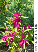 Бальзамин Том Тамб (лат. Impatiens balsamina) цветет в летнем саду. Стоковое фото, фотограф Елена Коромыслова / Фотобанк Лори