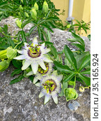 Страстоцвет (Passiflora) (2020 год). Стоковое фото, фотограф Мария Кылосова / Фотобанк Лори