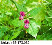 Недотрога желёзконосная или железистая (лат. Impatiens glandulifera) Стоковое фото, фотограф E. O. / Фотобанк Лори