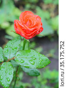 Rose in the garden on a branch in the rain. Стоковое фото, фотограф Tetiana Chugunova / Фотобанк Лори