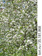 Цветущая яблоня домашняя (Malus domestica Borkh.). Фон. Стоковое фото, фотограф Ирина Борсученко / Фотобанк Лори