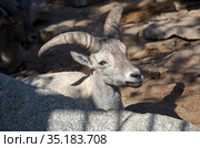 Дагестанский тур (лат. Capra cylindricornis) в московском зоопарке. Стоковое фото, фотограф Елена Коромыслова / Фотобанк Лори
