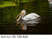 A pelican tries to catch fish in a pond. Стоковое фото, фотограф Restyler Viacheslav / Фотобанк Лори