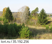 Осенний пейзаж с березами и дорожкой. Стоковое фото, фотограф Владислав Сабанин / Фотобанк Лори