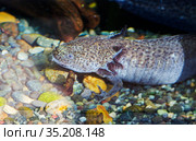 Испанский Ребристый Тритон. Spanish Ribbed Newt. Стоковое фото, фотограф Галина Савина / Фотобанк Лори