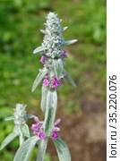 Цветущий чистец византийский (лат. Stachys byzantina), или стахис шерстистый крупным планом. Стоковое фото, фотограф Елена Коромыслова / Фотобанк Лори