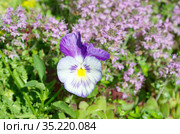 Фиалка трехцветная (лат. Viola tricolor), или анютины глазки на фоне цветущего тимьяна (лат.Thymus serpyllum) Стоковое фото, фотограф Елена Коромыслова / Фотобанк Лори